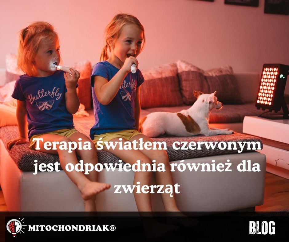 Terapia światłem czerwonym dla zwierząt